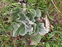 Bouillon blanc (1) (Photo F. Mrugala)